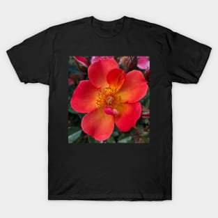 The Heart Frequency of the Orange Rose is Love T-Shirt